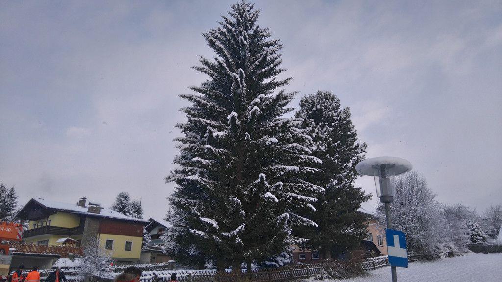 Baum für Salzburger Christkindlmarkt wird gefällt