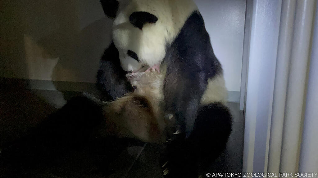 Panda-Mama Shin Shin mit einem der Babys