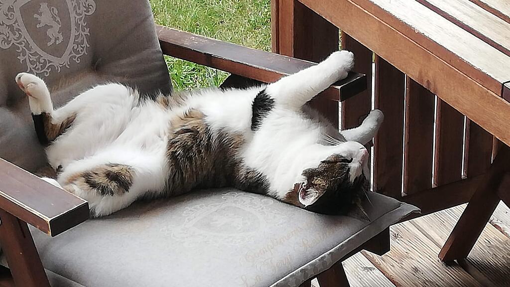 Weltkatzentag 2024