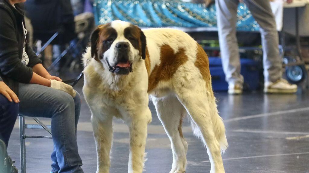 Hunde-Messe in Salzburg