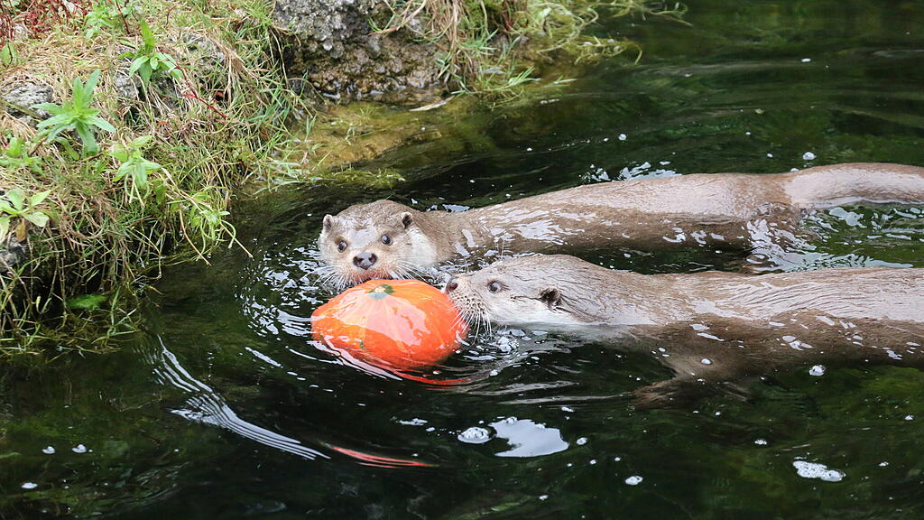 Kürbis Ahoi im Zoo Salzburg