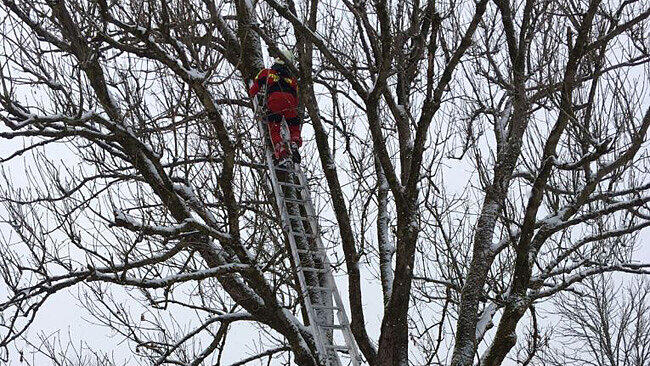 Erfolgreicher Einsatz für die Freiwillige Feuerwehr Grödig: Die Katze konnte gerettet werden.