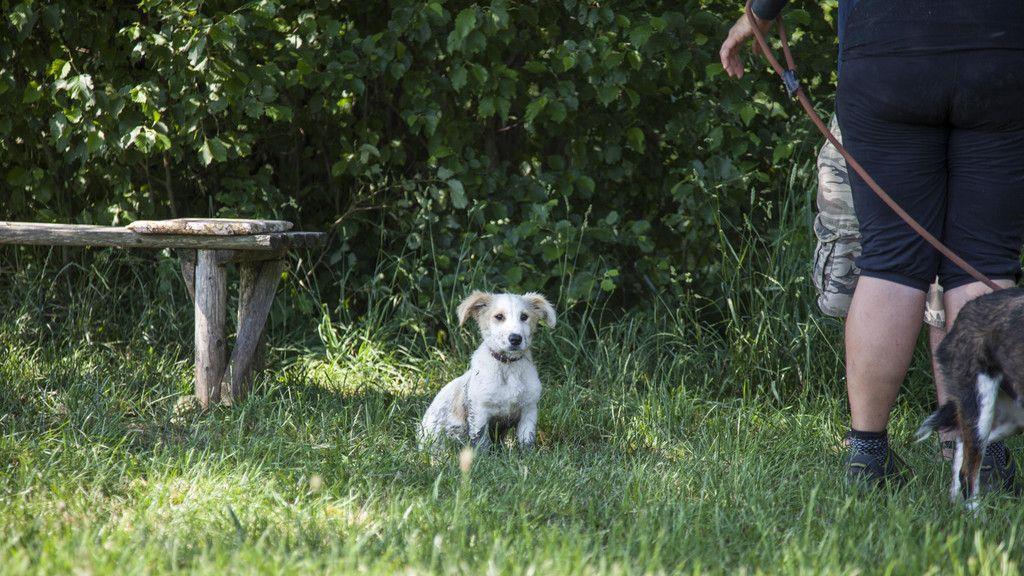 Neues Zuhause für Hunde in Lochen