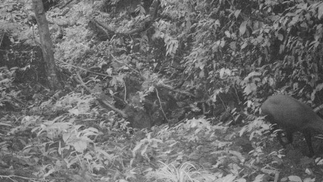 Saloa-Waldrind