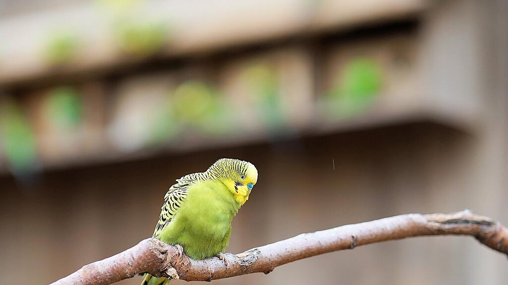 symb_ziervogel
