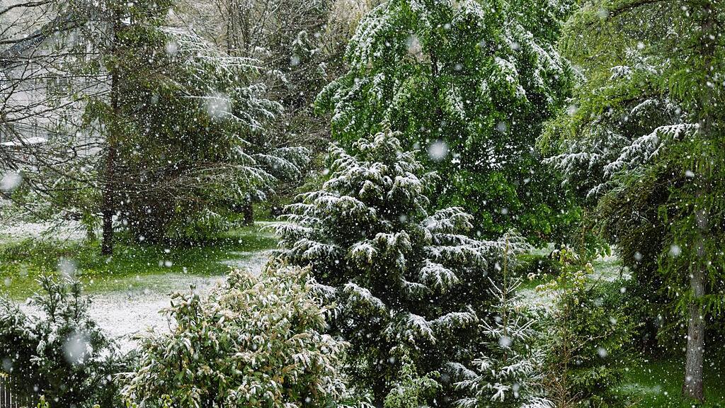 Schnee und Pflanzen im April