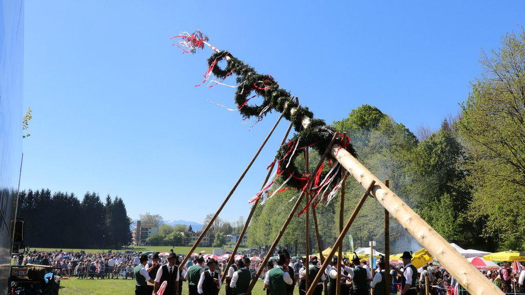 Maibaumaufstellen in Aigen