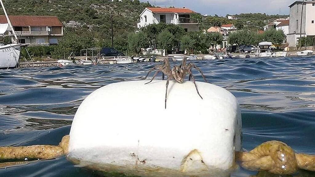 Tarantel, Kroatien
