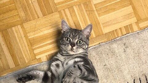 Weltkatzentag 2022
