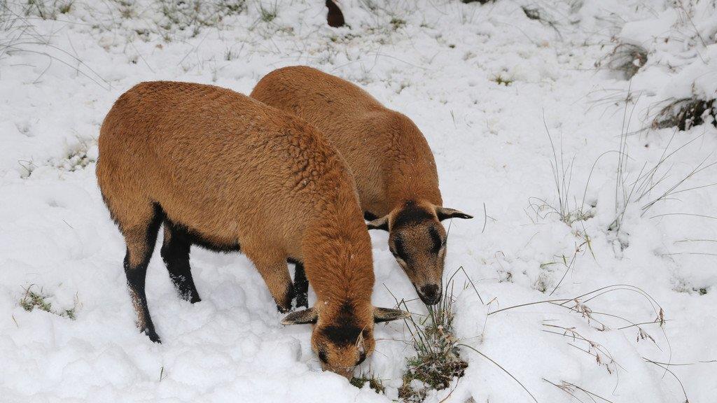 Tiere im Schnee