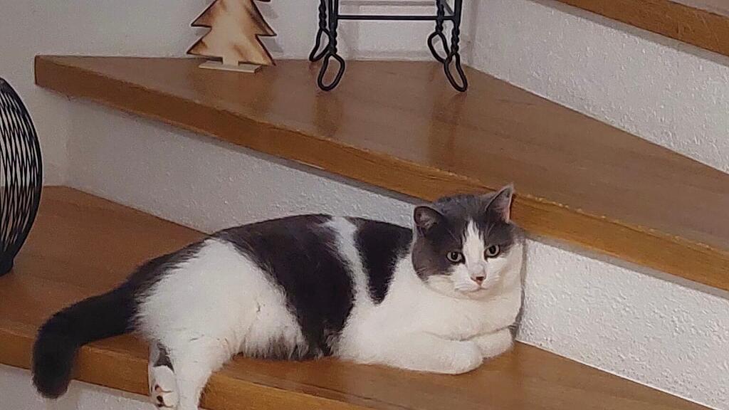 Weltkatzentag 2025