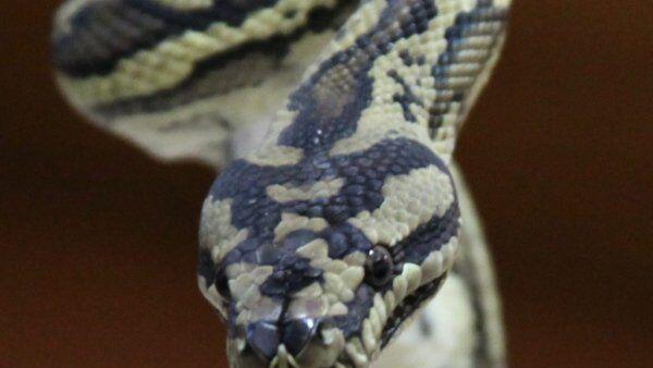 Python war "wohl etwas liebesbedürftig"