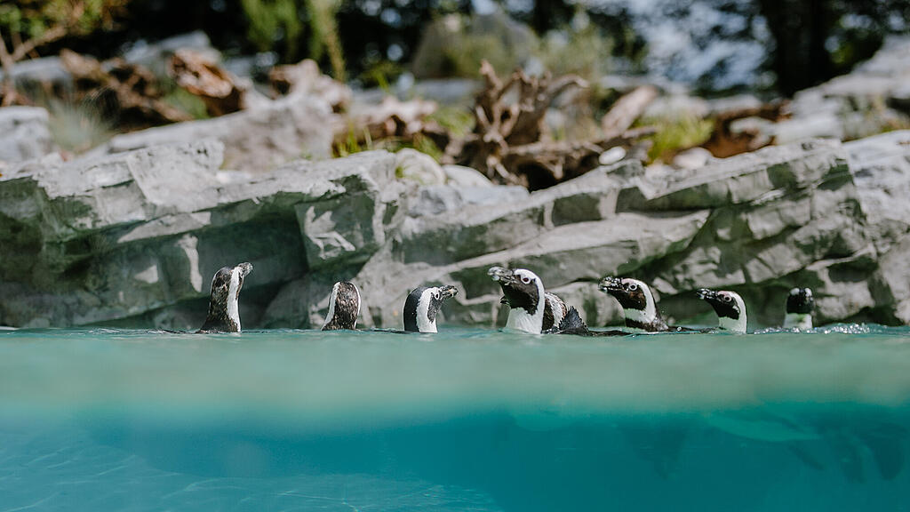 Zoo Salzburg, Brillenpinguin, Pinguin
