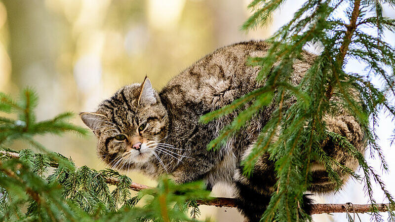 csm_02_Wildkatze_c_OEBf-W.Simlinger_cccac6315d.jpg
