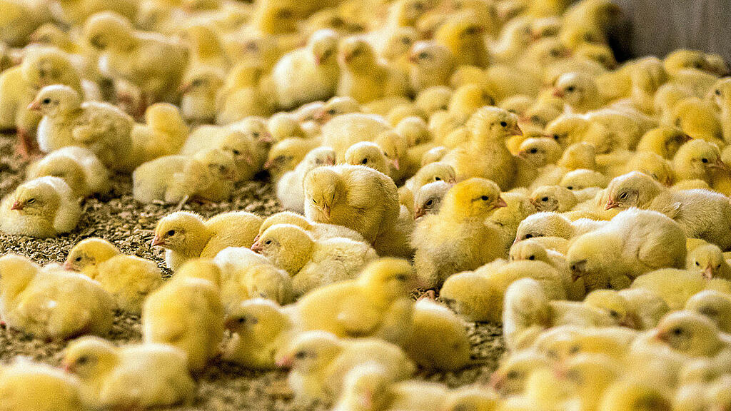 20.000 Küken waren in dem betroffenen Stallteil untergebracht