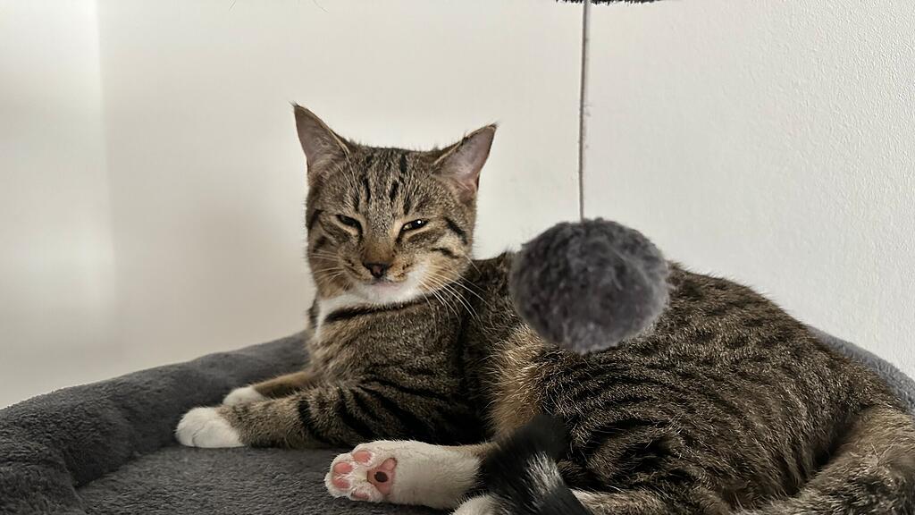 Kater in Bürmoos vermisst