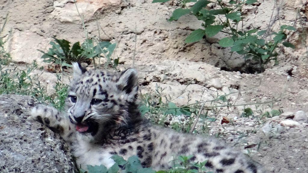Schneeleoparden im Zoo