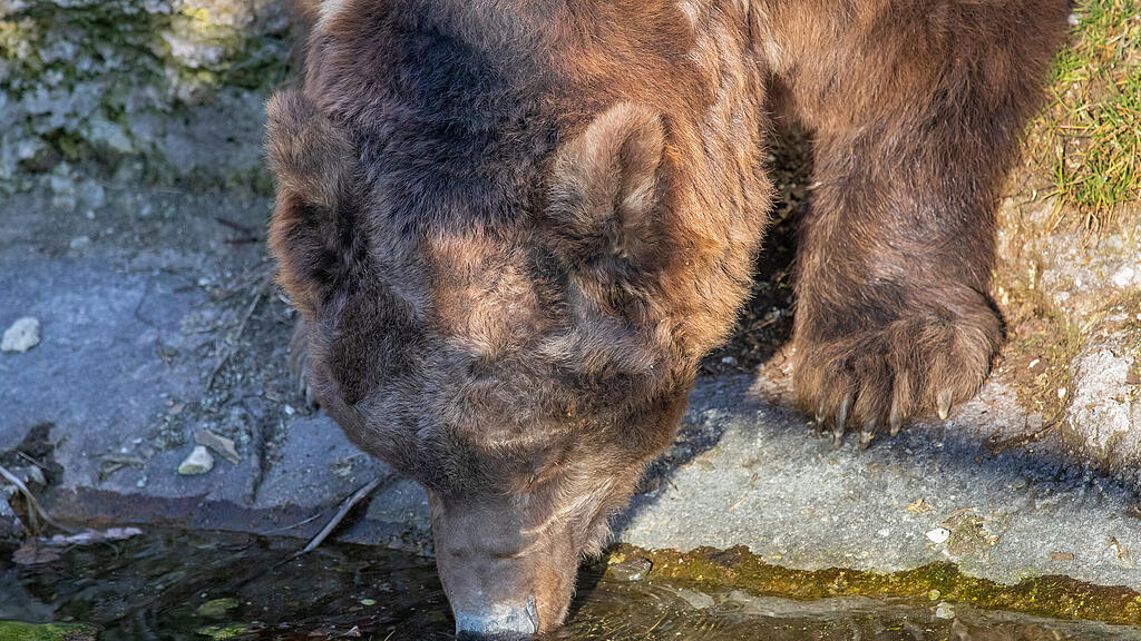 Salzburger Braunbär Aragon läutet den Frühling ein