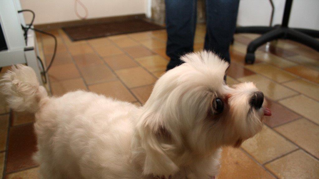 Die Hundefriseurin und ihr "Felldorado"