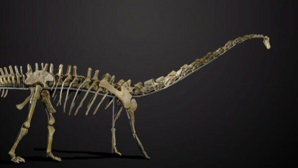 Alter des Skeletts auf 150 Mio. Jahre geschätzt