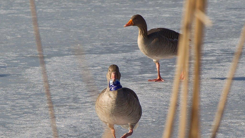 Leopoldskroner Weiher: Gans quält sich mit Getränkedose