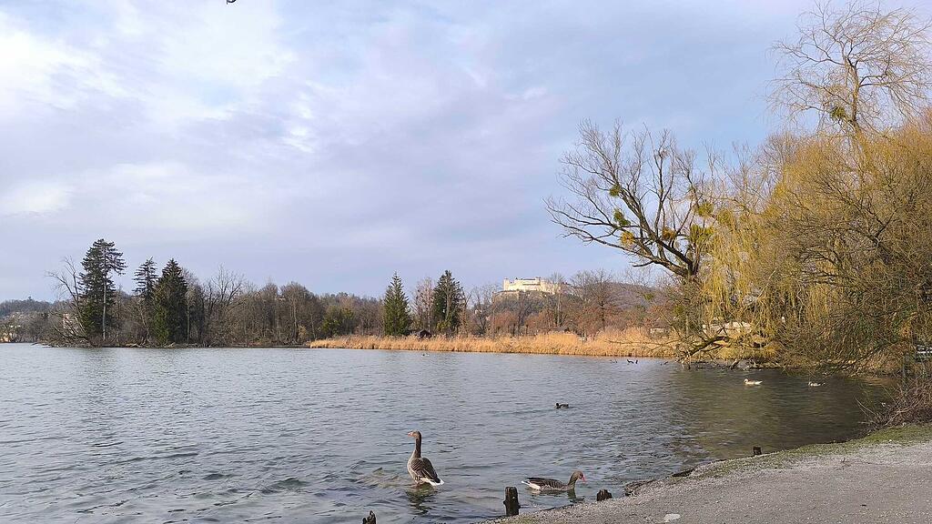 symb_leopoldskronerweiher; symb_lepiweiher; symb_graugans