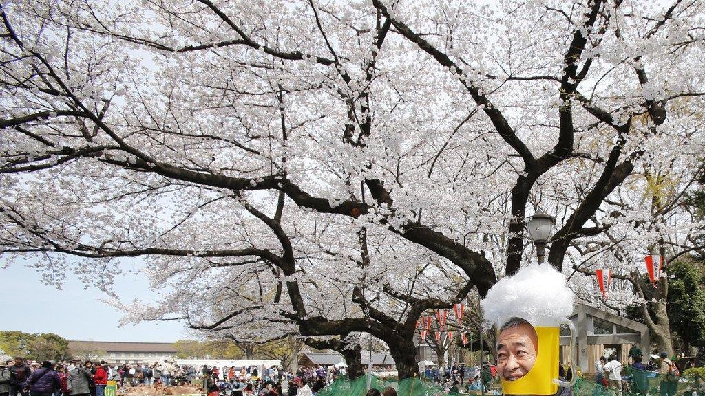Kirschbäume in Japan in voller Pracht