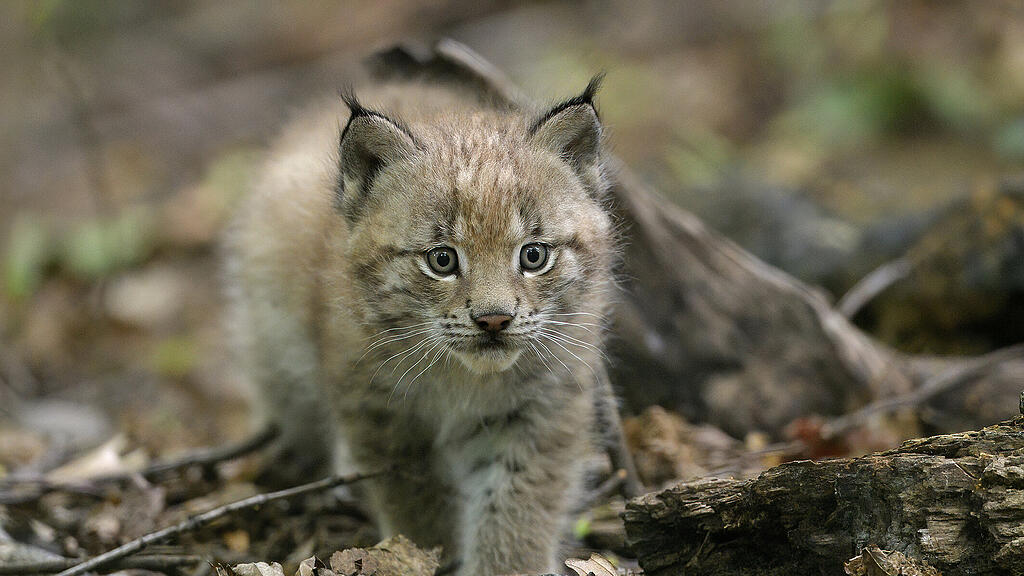 Luchs-Baby in Sch\u00f6nbrunn