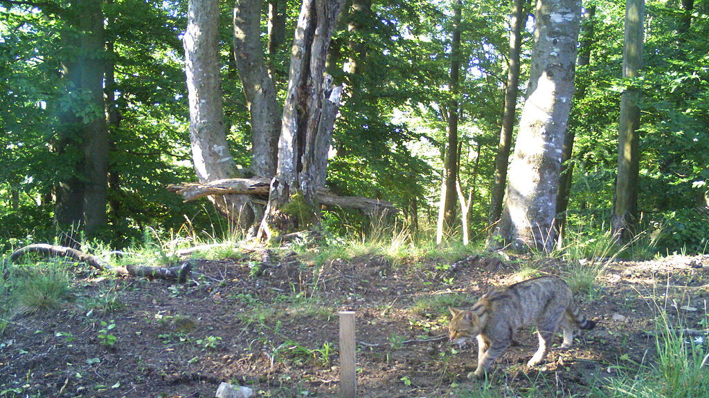 Wildkatzen-Population in der Wachau nachgewiesen