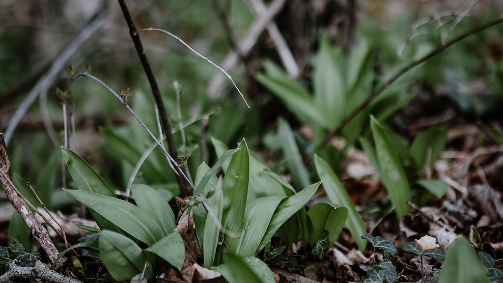 Nachmittagsspaziergang Hexenloch