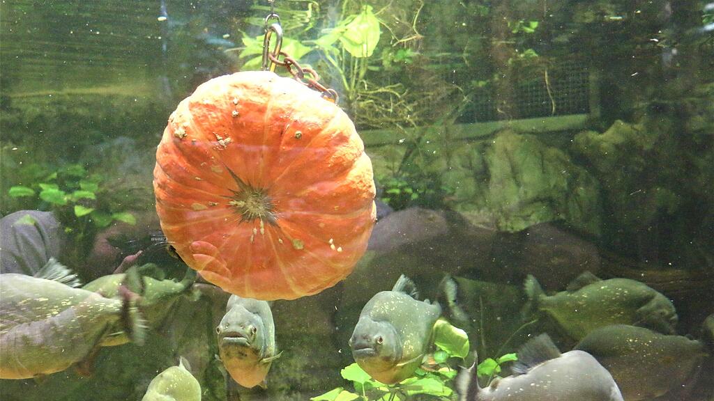 Kürbis Ahoi im Zoo Salzburg