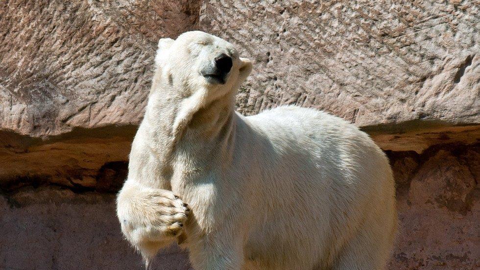 Die beeindruckensten Tierbilder KW 17