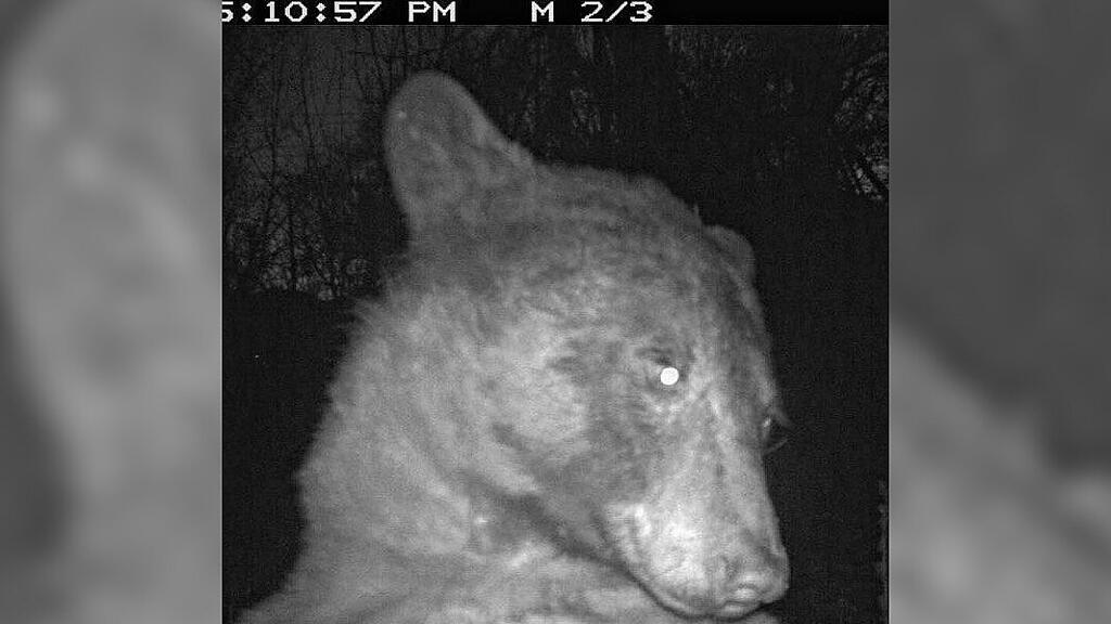 Schwarzbär löst Selfie-Serie aus