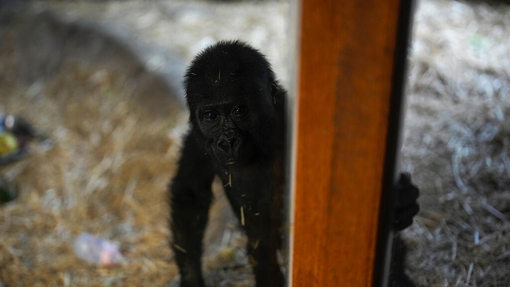 Gorillababy am Istanbuler Flughafen