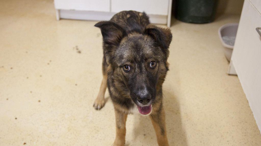 Neues Zuhause für Hunde in Lochen