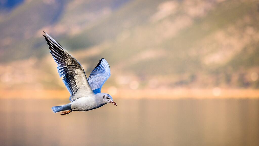 bird-ga13a3d2ae_1920.jpg