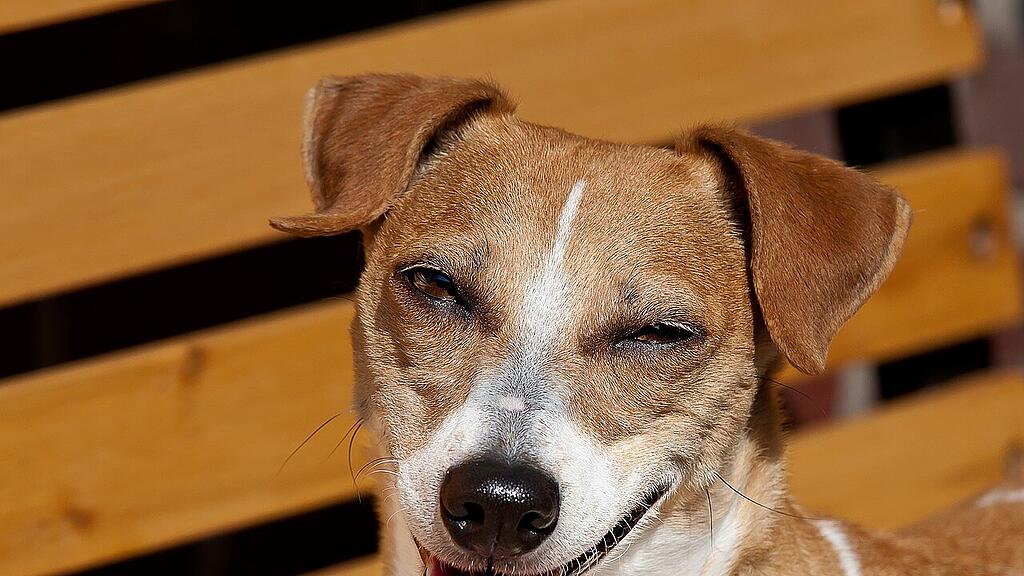 symb_hund
