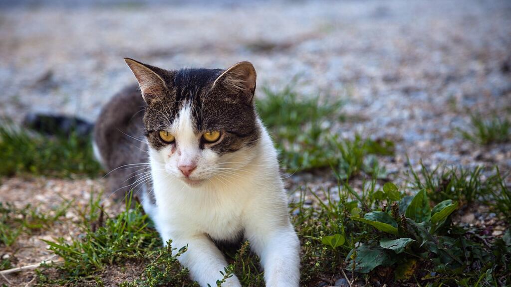 Eine Katze soll in Salzburg Itzling am Bauch kahl rasiert worden sein.