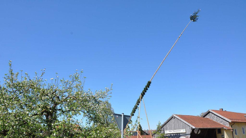 Maibaumaufstellen in Piding und Ainring