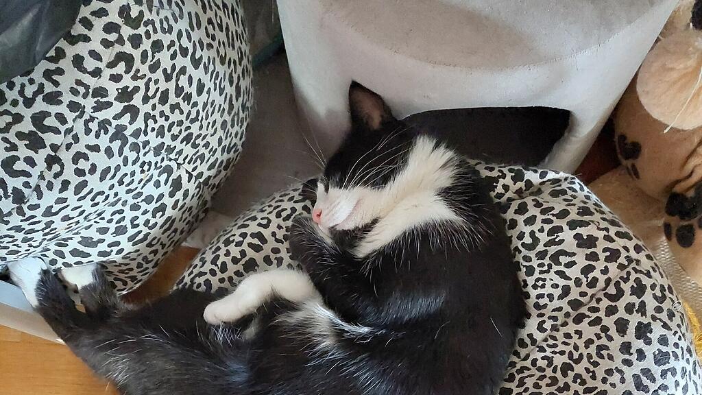 Weltkatzentag 2022
