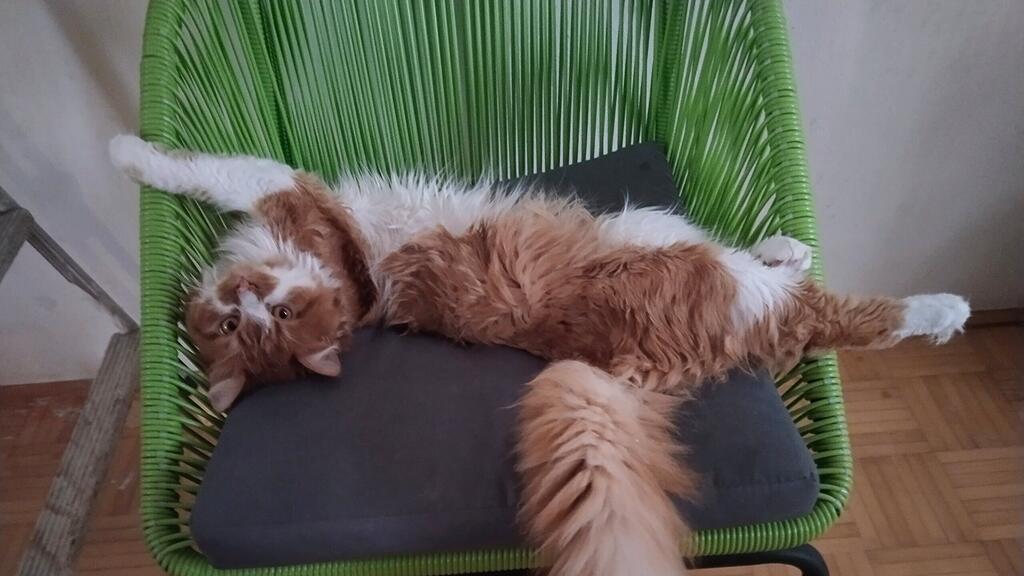 Weltkatzentag 2025