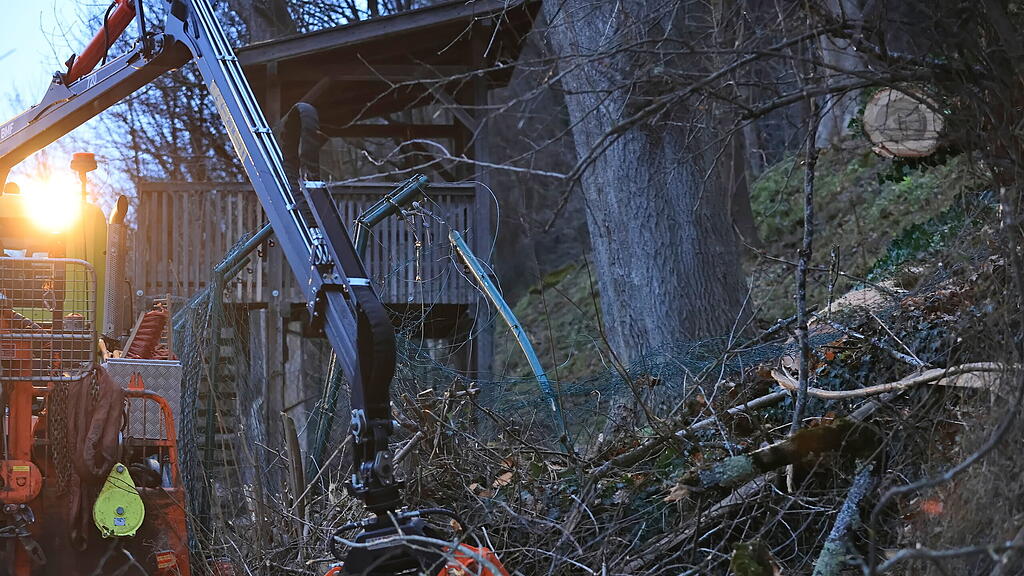 Esche durchbricht Zaun im Zoo Salzburg