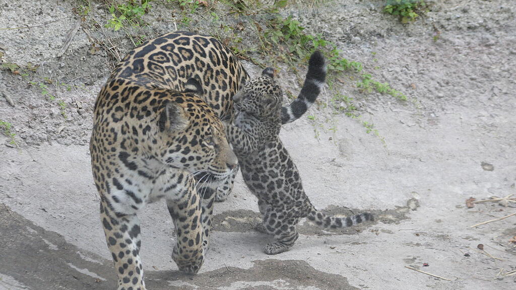 Jaguar-Baby wählt seinen Namen