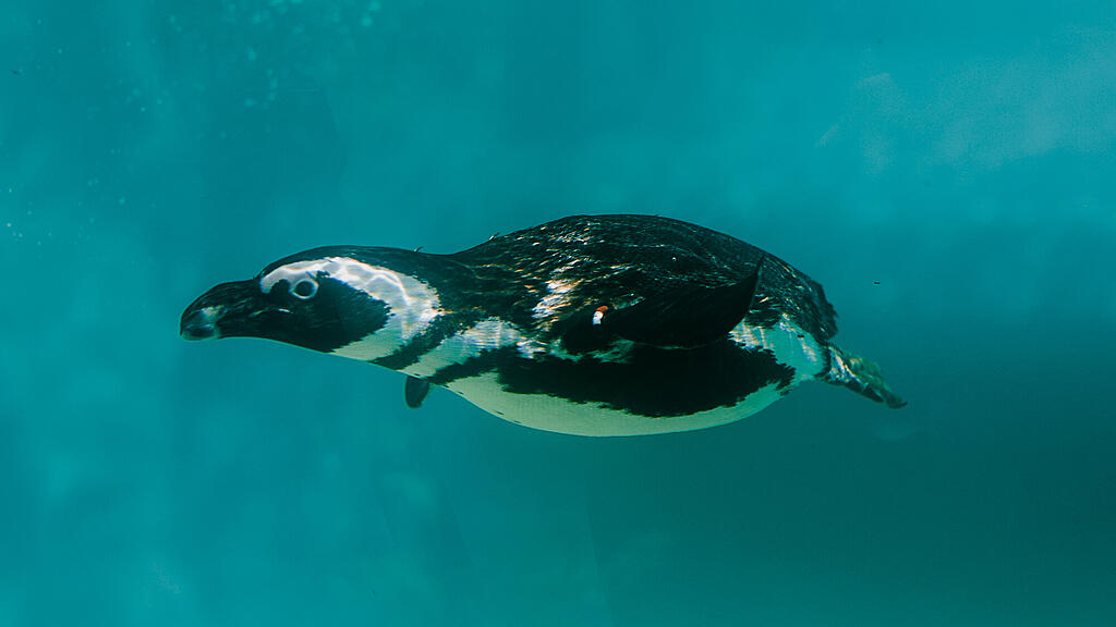 Zoo Salzburg, Brillenpinguin, Pinguin