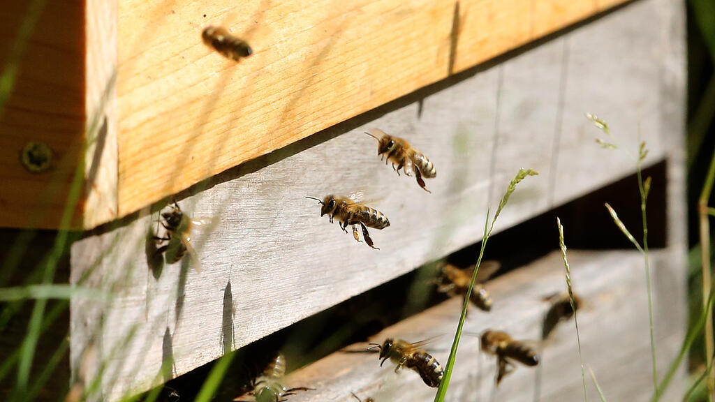 Biene, Bienenstock, SB