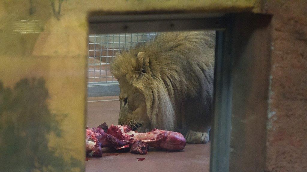 Frühlingserwachen im Salzburger Zoo