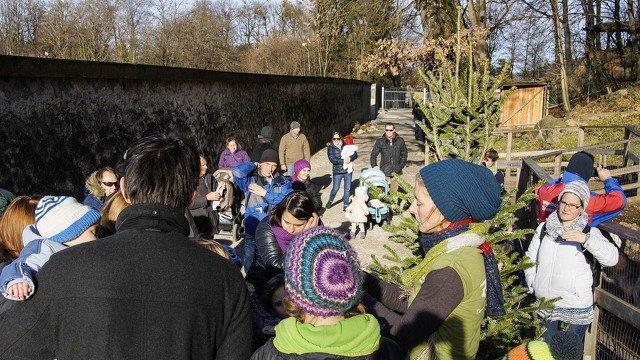 Warten aufs Christkind im Zoo