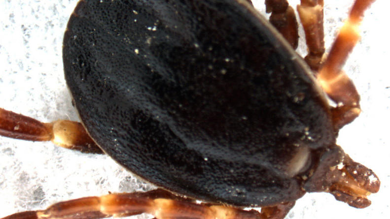 Die Zeckenart Hyalomma marginatum mag es eher trocken
