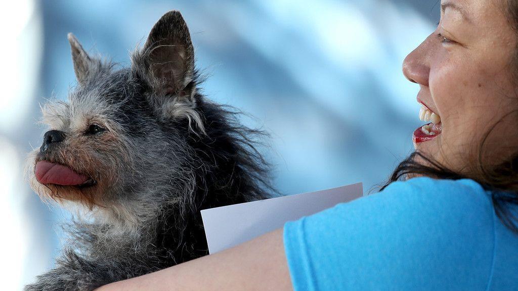 Wahl zum "Hässlichsten Hund"