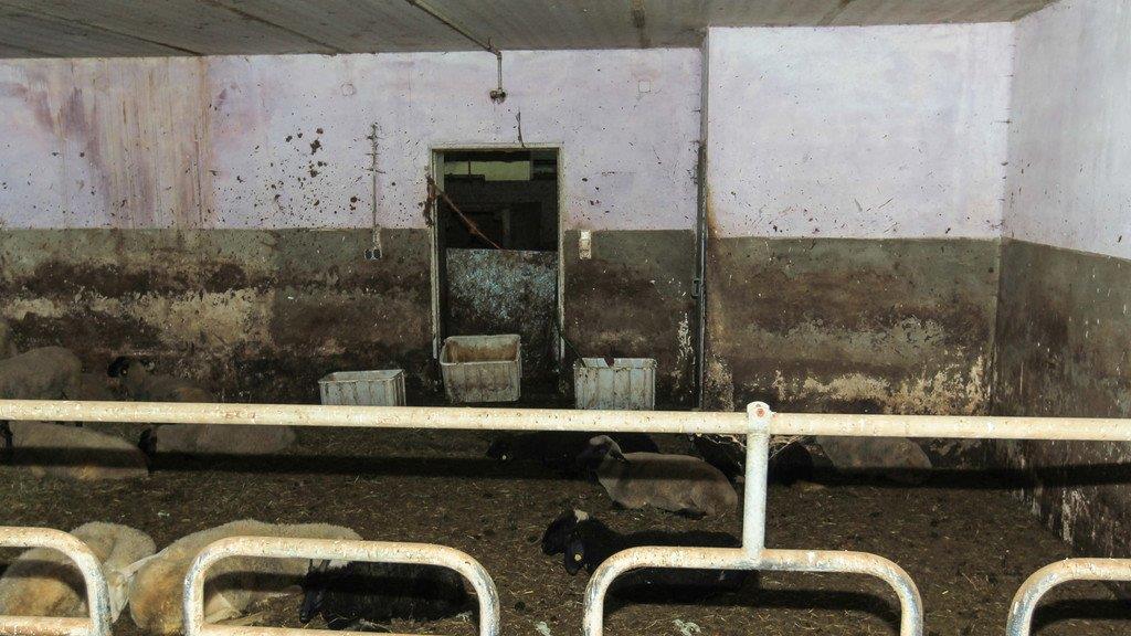 Verwahrloste Tiere in OÖ